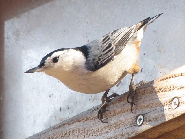 White-breasted Nuthatch